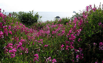 Cities Royalty Free Images - Sweet Peas along the Oregon Coast Royalty-Free Image by Rebecca Renfro