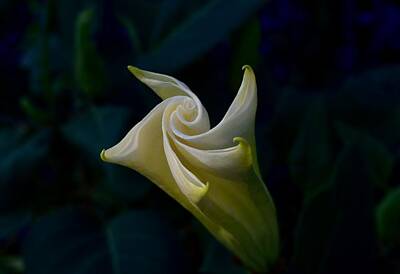 Louis Armstrong - Swirl Of Elegance by Terri Waselchuk