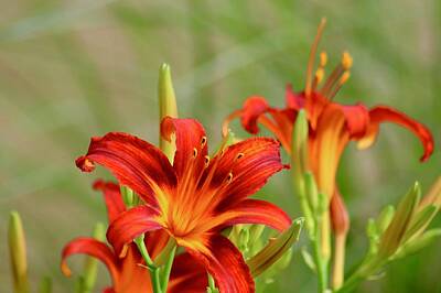 Abstract Animalia - Take A Moment With the Red Day Lilies by M E