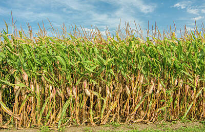 Elena Elisseeva Winter Trees - Tall Field of Corn Ready for Harvest by Ken Wolter