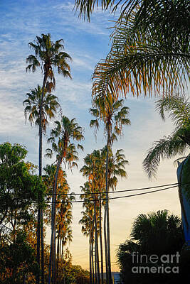 Bear Photography - Tall Palms at Sunset by Kaye Menner