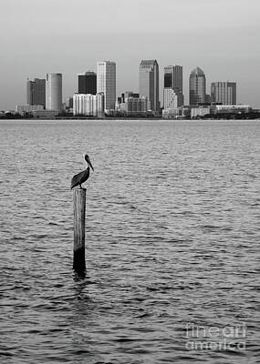 Forest Landscape - Tampa Skyline and Pelican Black and White by Carol Groenen