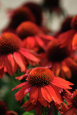 Up Up And Away - Tangerine Coneflowers 3883 H_2 by Steven Ward