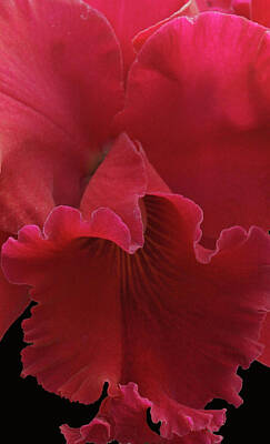 Gary Grayson Pop Art - Tender Orchid by Anthony Jones