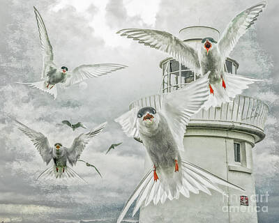 Achieving - Tern attack by Brian Tarr