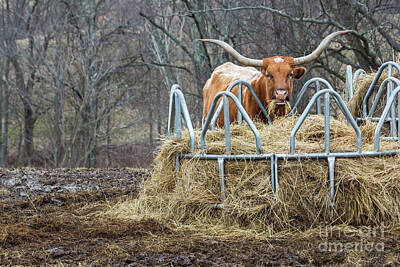Ring Of Fire - Texas Longhorn by Jim West
