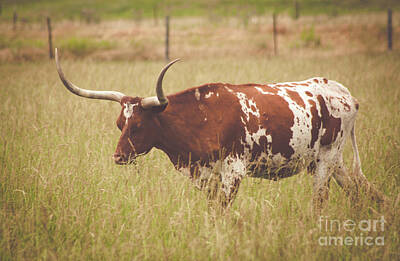 Spot Of Tea - Texas Longhorn by Peter Stawicki