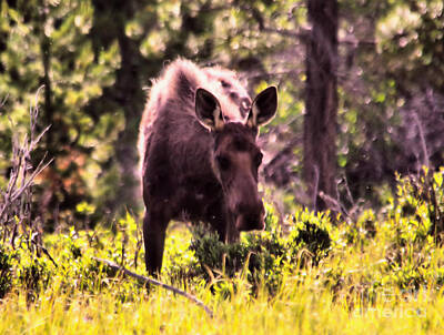 Maps Rights Managed Images -  That Gaze From A Moose Royalty-Free Image by Jeff Swan