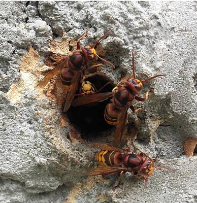 Arf Works - The 4 hornets by Giuseppe Epifani