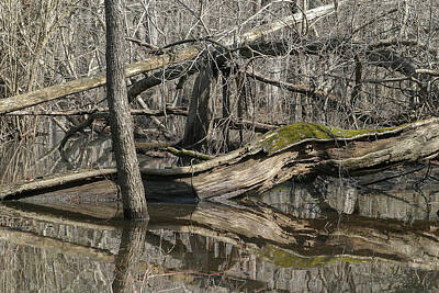 Woodland Animals - The Alligator Tree by Ronnie Maum