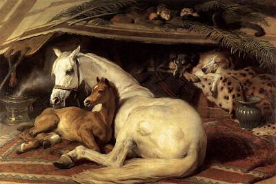 College Basketball Stadiums - The Arab Tent by Edwin Henry Landseer