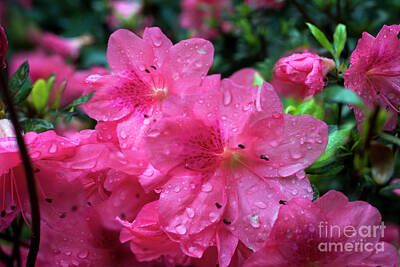 Winslow Homer Royalty Free Images - The Azalea after a rain Royalty-Free Image by Dan Friend