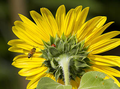 James Bo Insogna Photo Rights Managed Images - The Bee Lady Bug and Sunflower Royalty-Free Image by James BO Insogna