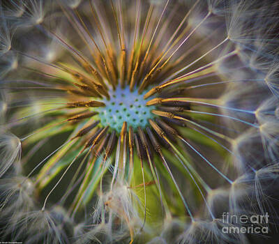 Abstract Flowers Photos - The Big Bang by Mitch Shindelbower