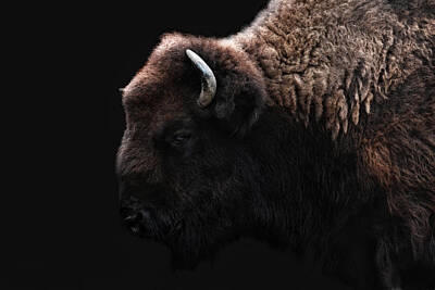 Mammals Photo Rights Managed Images - The Bison Royalty-Free Image by Joachim G Pinkawa