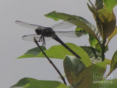 The Rolling Stones Rights Managed Images - The Black  Saddlebags Dragonfly Royalty-Free Image by Donna Brown