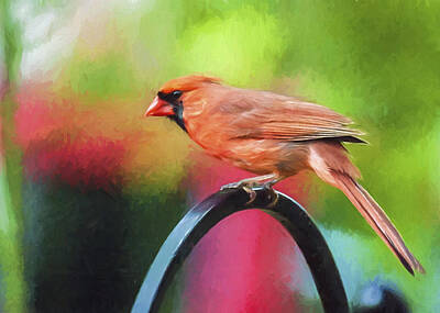 Rose - The Cardinal by Cathy Kovarik