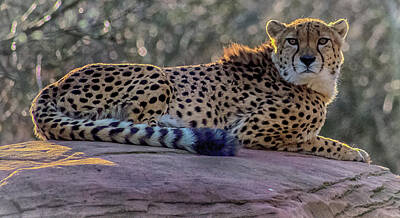 Animals Photo Rights Managed Images - The Cheetah Royalty-Free Image by Martin Newman