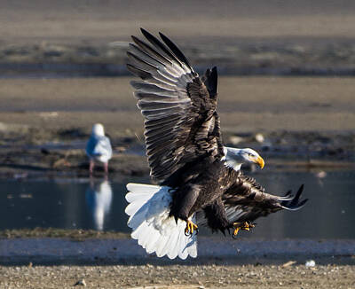Fruit Photography - The Eagle Is Landing by Omer Vautour