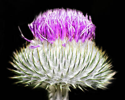 Floral Photos - The Flower Of Scotland by Martin Newman