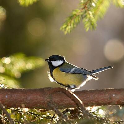 Fairy Tales Rights Managed Images - The Great Tit   Royalty-Free Image by Jouko Lehto