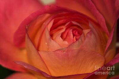 Purely Purple - The Heart of a Red Rose by John Harmon