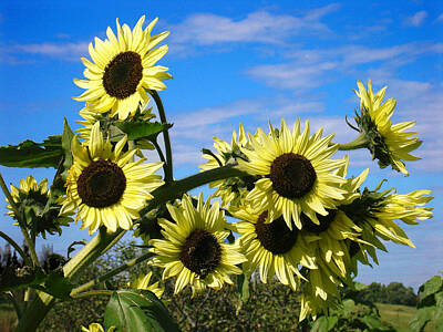 Sunflowers Royalty-Free and Rights-Managed Images - The Last of Summer by Steve Karol