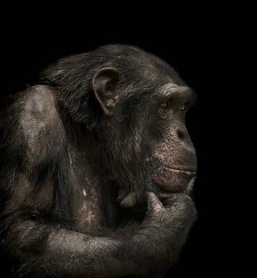 Mammals Photos - The Listener by Paul Neville
