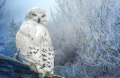 Modern Man Mountains - The Mystical Snowy Owl by Brian Tarr