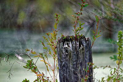 On Pointe Rights Managed Images - The Old Fence Post Royalty-Free Image by Paul Mashburn