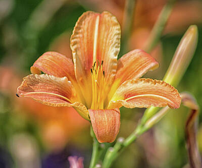Lilies Photos - The Orange Lilly by Martin Newman