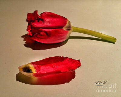 Classic Typewriters - The Red Tulip by Rob Mandell