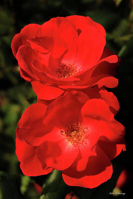 Nighttime Street Photography - Red Twins Rose Flower Garden Art by Reid Callaway