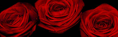 Abstract Flowers Photos - The roses by Alex Hiemstra