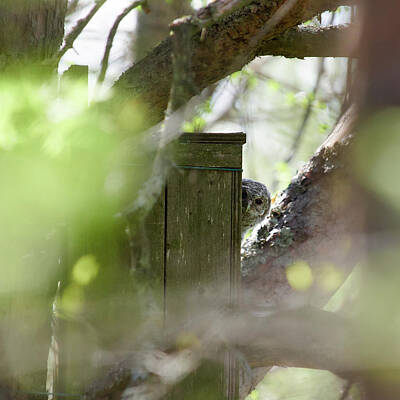 World Forgotten - The Shy one. Tawny owl juvenile by Jouko Lehto