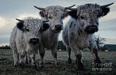 Scott Listfield Astronauts Royalty Free Images - The Three Shaggy Cows Royalty-Free Image by MSVRVisual Rawshutterbug