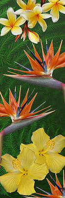 Florals Photos - The Tropics by Ben and Raisa Gertsberg