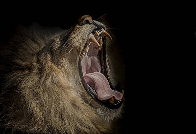 Animals Photo Royalty Free Images - The War Cry Royalty-Free Image by Paul Neville
