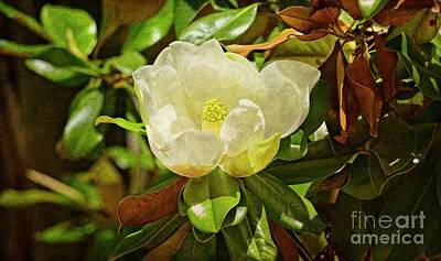Let It Snow Rights Managed Images - The White Flower - Seville Royalty-Free Image by Mary Machare