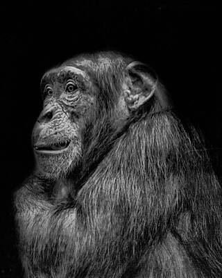 Travel Rights Managed Images - The Wise Chimp Royalty-Free Image by Martin Newman