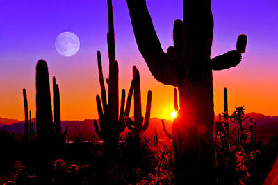 Pineapple - Third Sunset at Saguaro by John Hoffman
