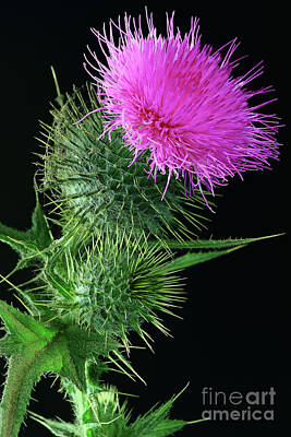 Masako Metz Royalty-Free and Rights-Managed Images - Thistle  by Masako Metz