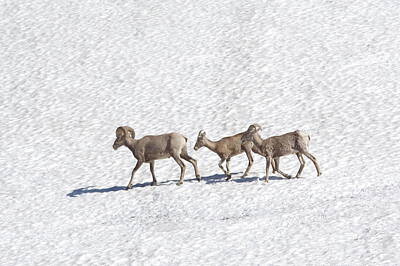 Birds Rights Managed Images - Three bighorn sheep walking across a snowfield Royalty-Free Image by Jeff Swan