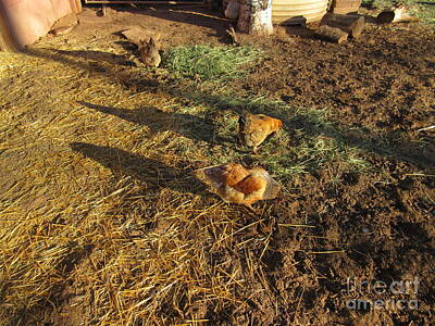 Royalty-Free and Rights-Managed Images - Three Chickens by Frederick Holiday