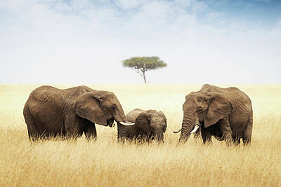Animals Photos - Elephant Family in Grasslands of Africa by Good Focused