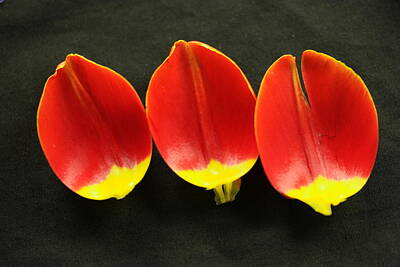 Birds Royalty-Free and Rights-Managed Images - Three tulip petals by Jeff Swan