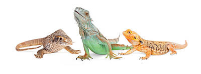 Reptiles Photo Royalty Free Images - Three Types of Lizards-Vertical Banner Royalty-Free Image by Good Focused