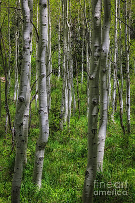 Advertising Archives - Through the Aspens by Mitch Johanson