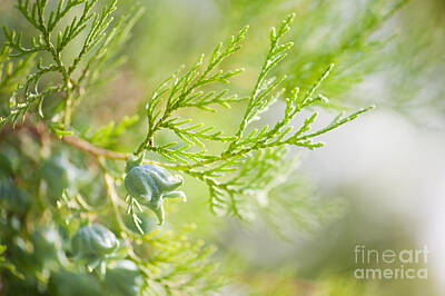 Mother And Child Paintings - Thuja fresh cone closeup by Arletta Cwalina