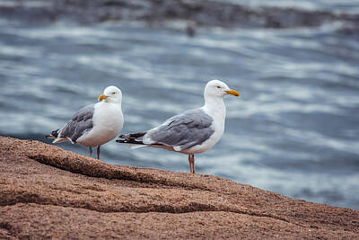 Christmas Greeting Illustrations - Thunder Hole - Seagulls by Black Brook Photography